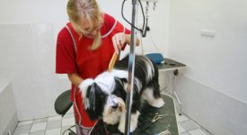 Pet Grooming Jobs Section Photo Button