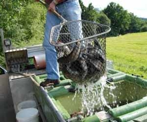 Fishery Technicians are Mainly Outdoors