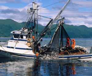Salmon Purse Seiner in Alaska