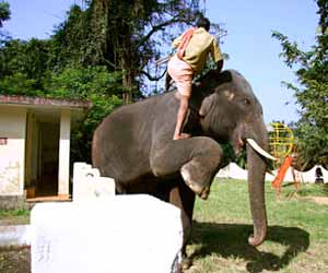 Elephant Trainer Photo