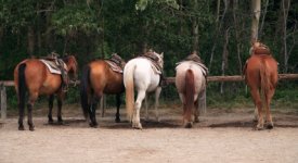 Wrangler Jobs - Dude Ranch Wrangler Requirements