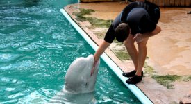 Dolphin Trainer Feeding a Dolphin