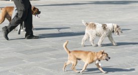Dog Walker Photo Button