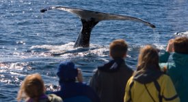 Alaska Whale Sightseeing Tour Photo