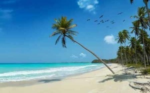 Secret Caribbean Beach with Leaning Palm Tree Photo