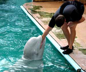 Dolphin Trainer feeds Dolphin Photo