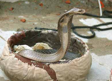 Snake Milker working on King Cobra Photo