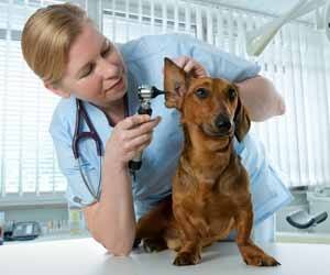 Animal Therapists Help with Treating Injuries in Various Species of Animals