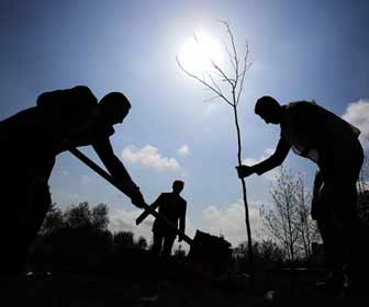 Tree Plantering Crew Working in Canada