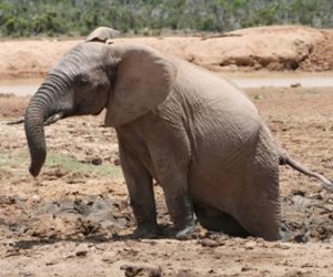 Elephant stuck in mud picture