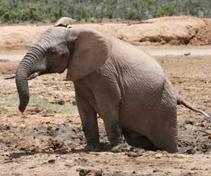 Elephant Climbing Out of a Mud Pool