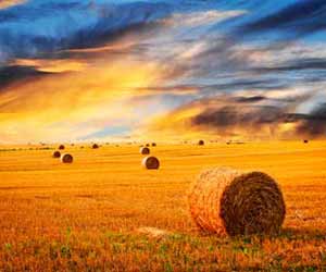 Bales of Hay on Farm at Sunset