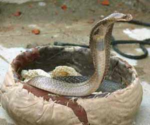 Snake Milker working on King Cobra Photo