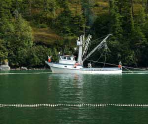 Alaska Salmon Purse Seiner fishing boatmaking a Set in SE Alaska