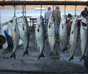 Recreational Salmon Catch in Seward, AK