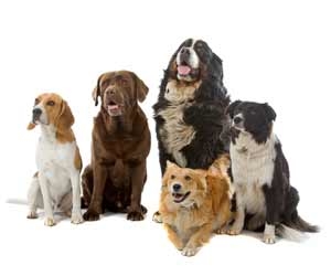 A collection of dogs against a white background