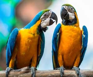 Two colorful parrots perched on a branch