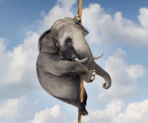 Elephant climbing a rope with a cloudy sky in the background