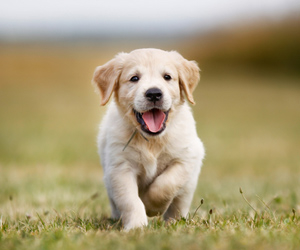 Happy golden retriever puppy runs in the grass