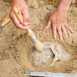 Archaeological Excavation Uncovering a Skull