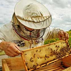 Recreational Beekeeping is More Important Now than Ever. Save the Bees!