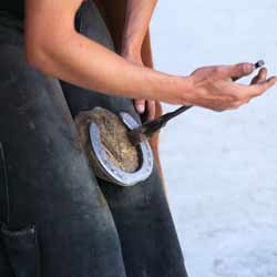 Farrier Changing a Horseshoe
