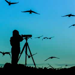 Ornithologists Study Birds and Their Behaviors