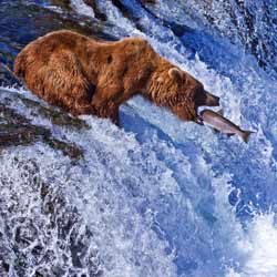 The U.S. Fish and Wildlife Service has Been Around for Over Two Decades