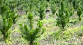 Here are Some More Useful Links to Information About the Tree Planting Industry Photo Button