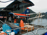 loading salmon fry photo