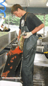 salmon roe processing