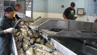 fish processing photo